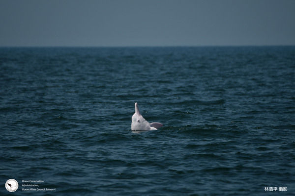 圖二 中華白海豚浮窺行為
