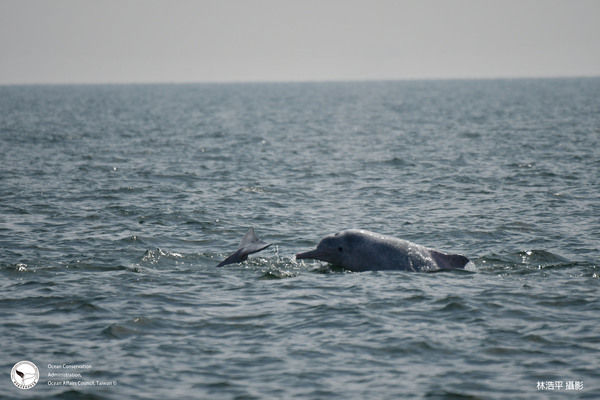 圖三 在台南目擊的中華白海豚