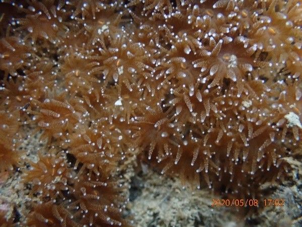 圖片3-大潭藻礁G1-1-4 柴山多杯孔珊瑚(5月8日現勘)
