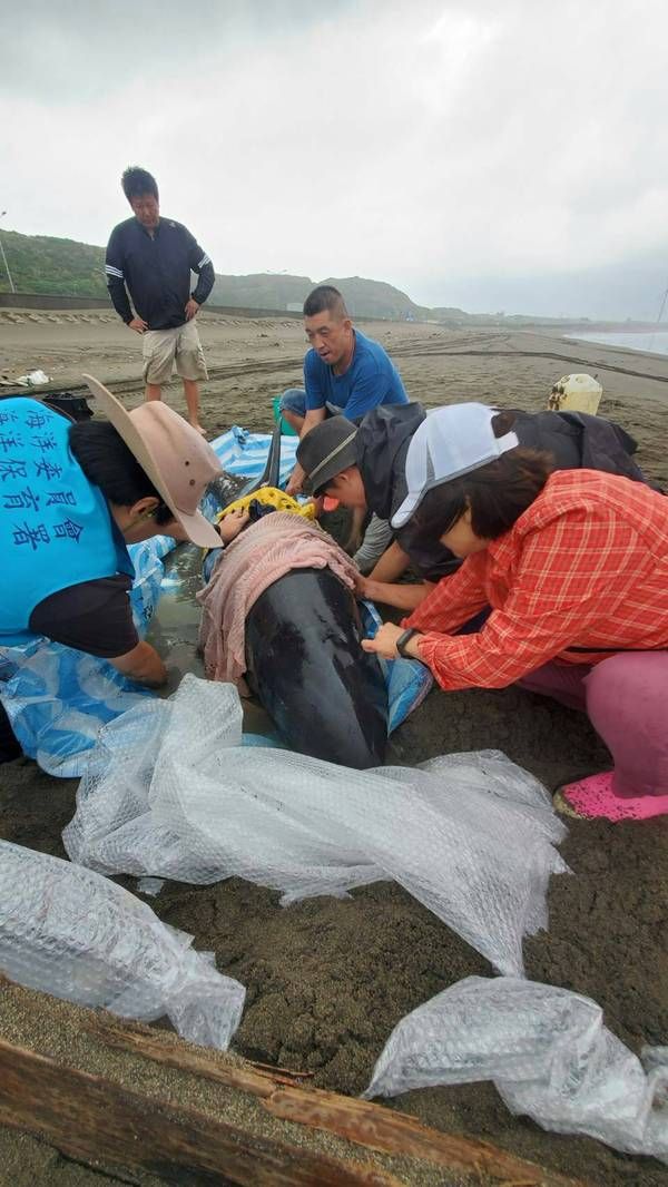 圖一 海保救援團隊及熱心民眾協助現場照護瓜頭鯨(1)