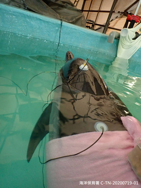 圖二 20200719 臺南鹿耳門沙灘擱淺條紋海豚 檢查聽力