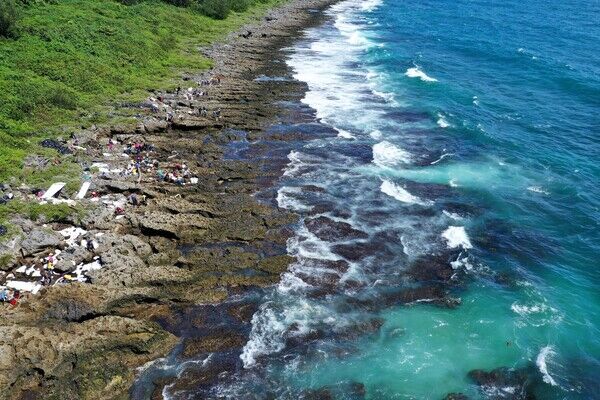 圖一  恆春岸際無油 小海龜悠然浮游(右下)