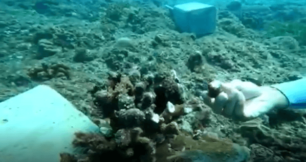 圖2 珊瑚受損照片