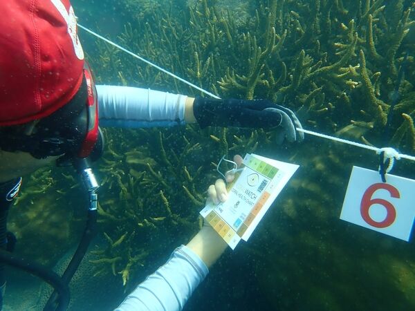 圖一  海保署110年在地守護團隊-水中運動協會 執行珊瑚觀察記錄 監測地方海域珊瑚礁健康情形