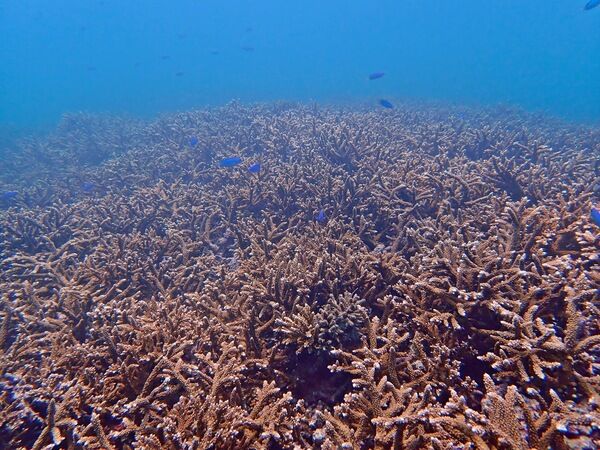 圖四、澎湖烏崁社區東南側海域珊瑚覆蓋狀況良好