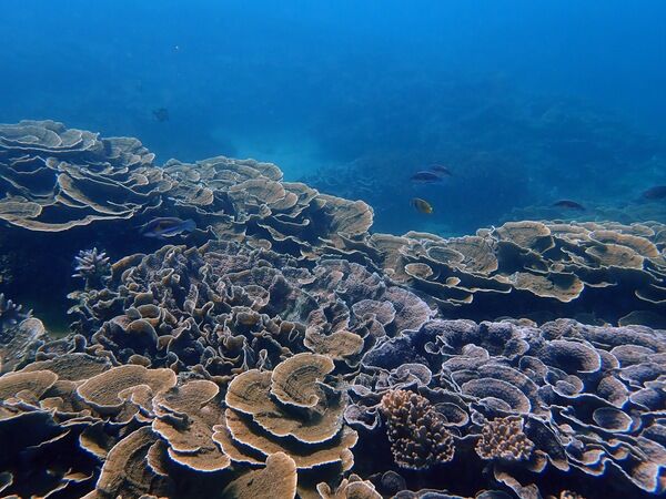 圖五、南方四島國家公園南鐵砧海域生長良好的珊瑚