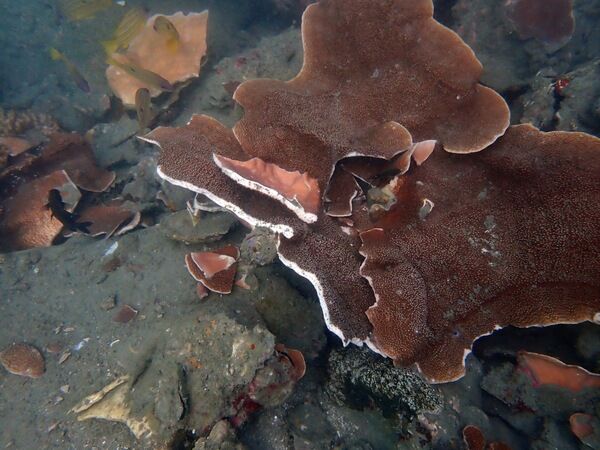 圖三、澎湖四角嶼週邊海域被船錨破壞的珊瑚