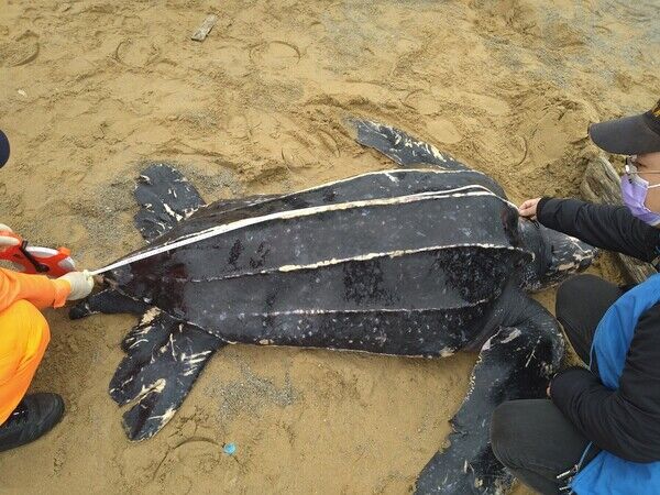 圖三、海巡署、新北市政府動物保護防疫處人員測量革龜體長