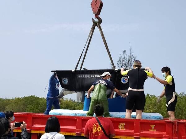 圖2海豚吊掛至車上由臺南四草搶救站出發