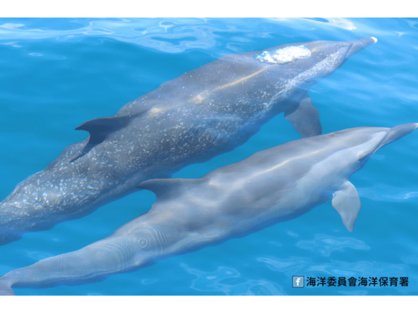 圖一 優游於海中的熱帶斑海豚