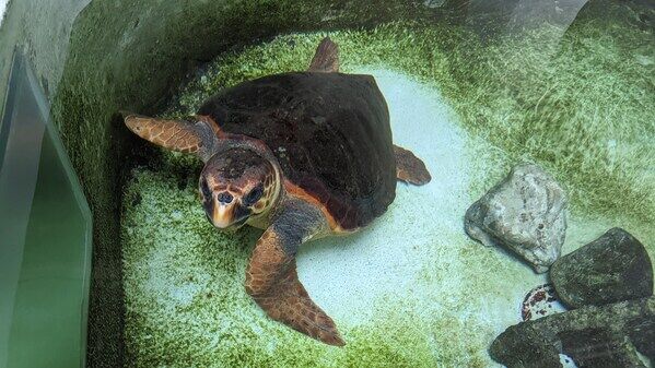 圖2.赤蠵龜在收容池中