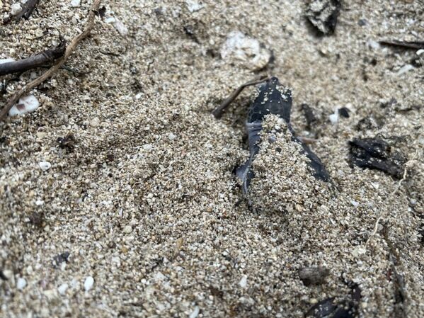 圖四、今年小琉球記錄到的第一窩小海龜(社團法人台灣咾咕嶼協會提供)|