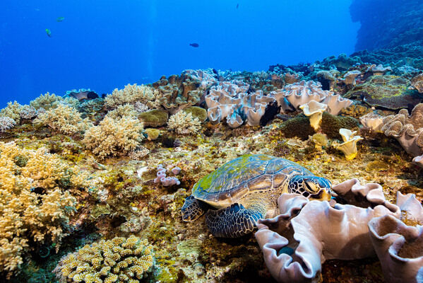 圖一 屏東墾丁國家公園珊瑚礁生態