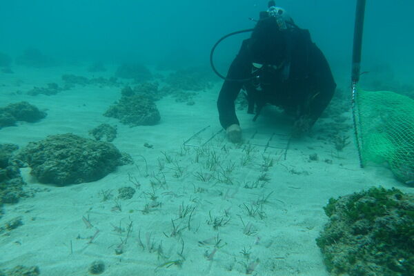 圖四 海保署111年海草移植行動