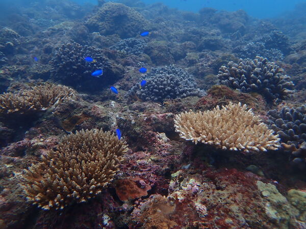 Figure 2. Coral reef ecology in Keelung Chaojing Park