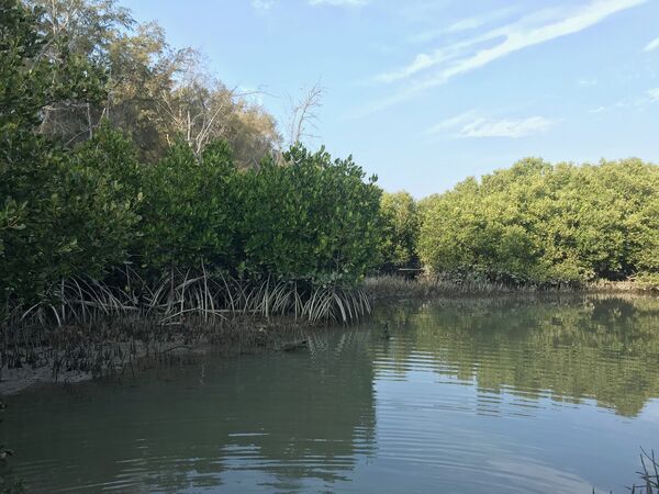 Figure 3. Mangroves in Haomeiliao, Chiayi County