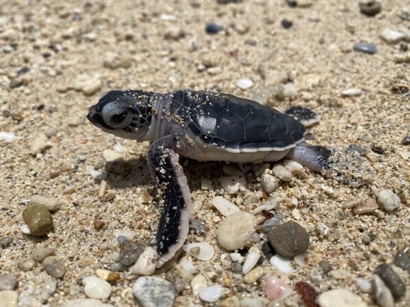 Image 2. Newly hatched turtles
