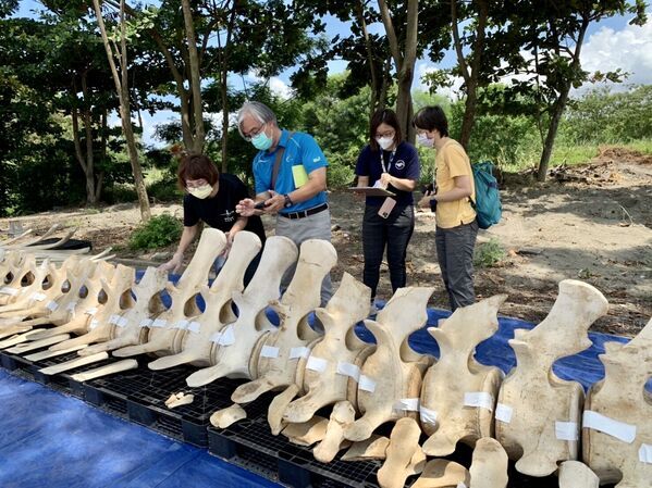 Image 1. The skeletal specimen of the blue whale that was pre-processed are counted by the staff of MBCRC of National Cheng Kung University, the NMMBA and the OCA to confirm the correct position of the skeletal splices.