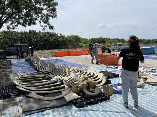 Image 2. The blue whale specimen has 156 bone fragments and the length of the skeleton from the cervical vertebrae to the tail fin was measured to be at least 13 meters long.