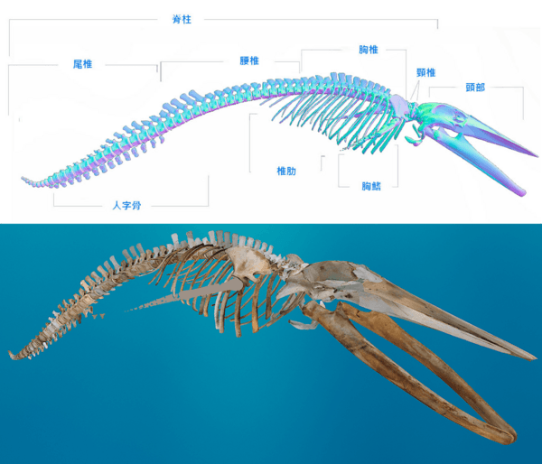 Image 3. After the skeletons were modeled by 3D scanning, the digital models were assembled and the skulls were repaired for subsequent reconstruction of the original bones.