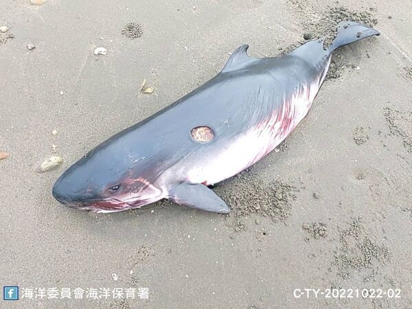 圖1：桃園市新屋區笨港沙灘擱淺死亡小抹香鯨（幼體）