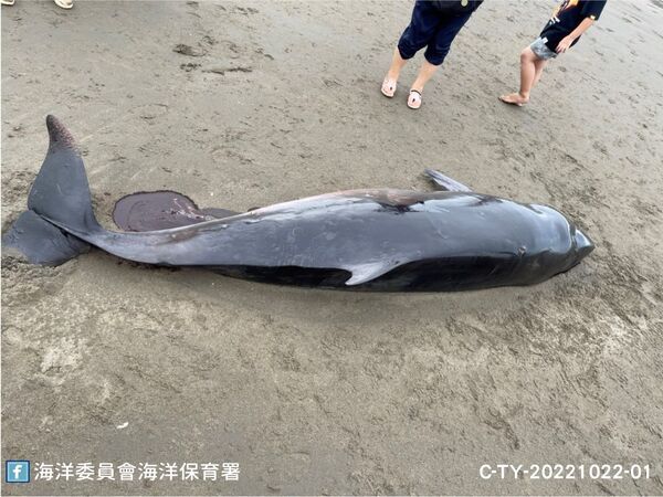 圖2：桃園市新屋區笨港沙灘擱淺活體小抹香鯨（母體）
