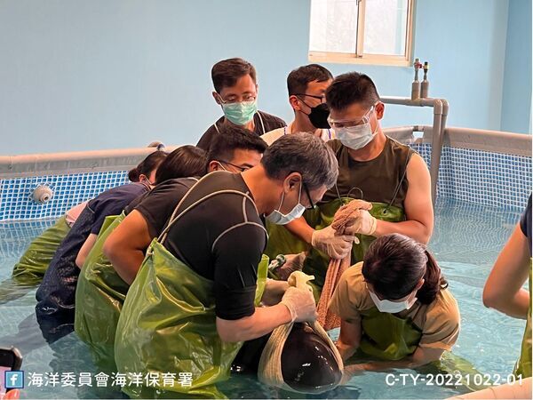 圖9：10月23日獸醫及志工於八斗子復健站為小抹香鯨進行胃液檢查