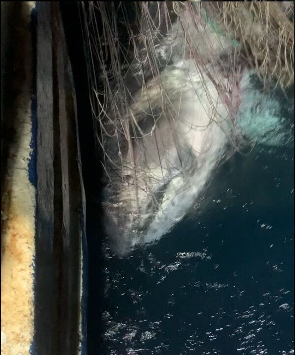 圖4 111年6月11日在臺灣東部花蓮外海以流刺網混獲並成功標放第一尾巨口鯊