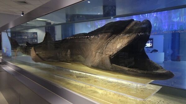 圖6 巨口鯊標本(攝於國立海洋科技博物館)