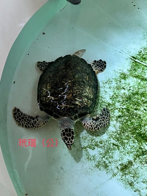 圖1：5隻海龜野放前在澎湖海洋生物研究中心狀態