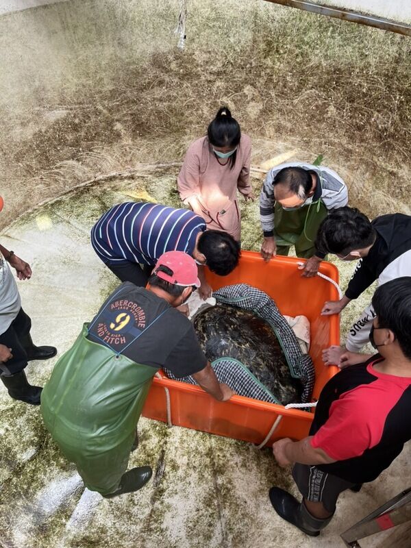 圖4：海龜野放前在澎湖海洋生物研究中心準備