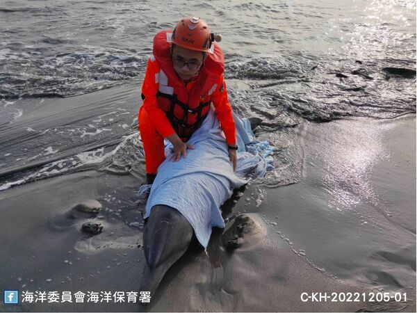 圖1：高雄汕尾漁港印太瓶鼻海豚活體擱淺