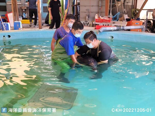 圖5：擱淺印太瓶鼻海豚送入成大四草鯨豚搶救站，由志工入池協助保定