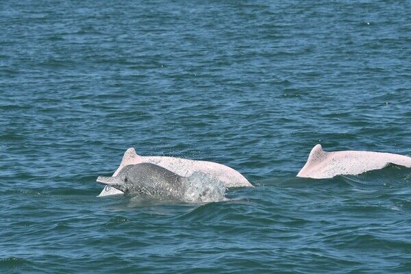 On August 26 this year, the OCA conducted a survey of the Indo-Pacific Humpback dolphin population and witnessed a group of dolphin calves wandering near the meteorological pile at the mouth of Xinhuwei River in Yunlin, with a population of about 10 individuals.