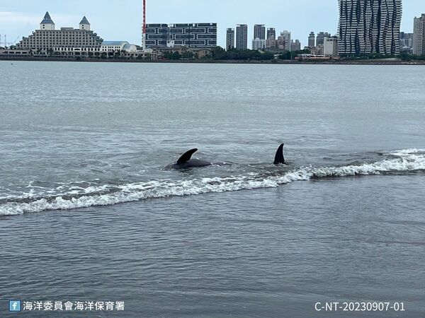 圖1 新北市八里紅海灘岸際1隻糙齒海豚活體擱淺