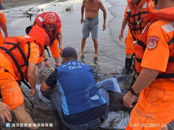 圖2 海巡人員及海保署巡查員現場進行糙齒海豚保濕及扶正