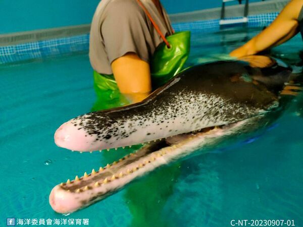 圖1 新北市八里岸際擱淺活體糙齒海豚後送基隆八斗子岸置中心搶救 (照片由中華鯨豚協會提供)