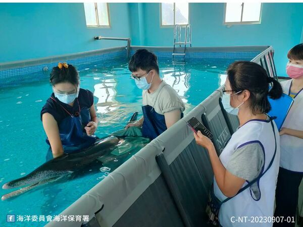 圖2 救援團隊與志工協助新北擱淺糙齒海豚於基隆八斗子岸置中心救援池進行復健(照片由中華鯨豚協會提供)