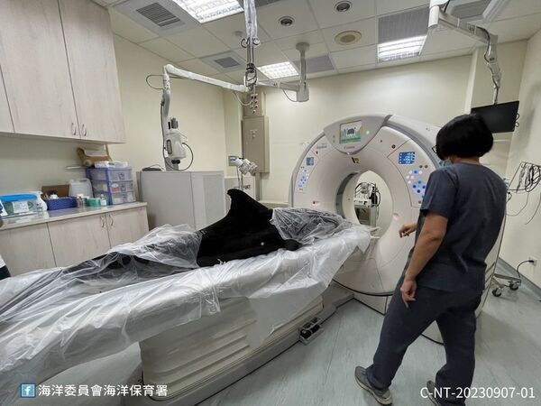圖3 醫療團隊安排進行電腦斷層掃描(照片由中華鯨豚協會提供)