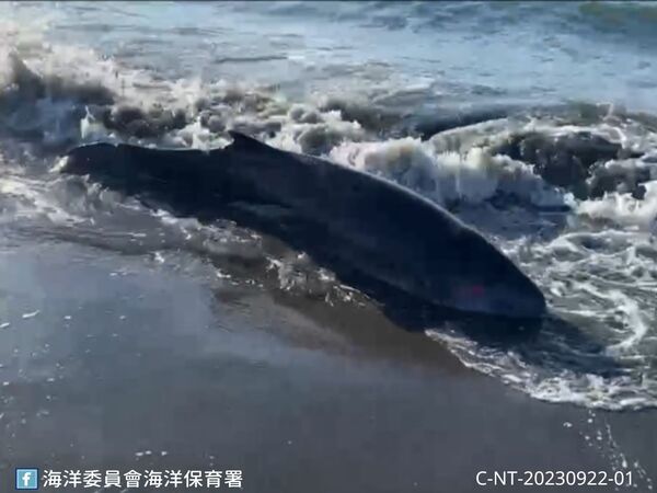 圖1 新北市八里紅海灘岸際1隻小抹香鯨活體擱淺