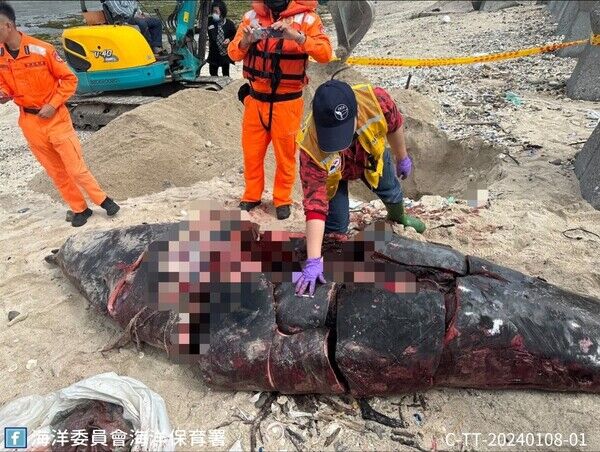 圖3 MARN救援團隊成大鯨豚研究中心王浩文教授至現場解剖比對，發現仍缺失約62*35*18cm之肉塊