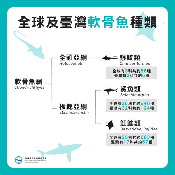 圖3、全球及臺灣軟骨魚種類