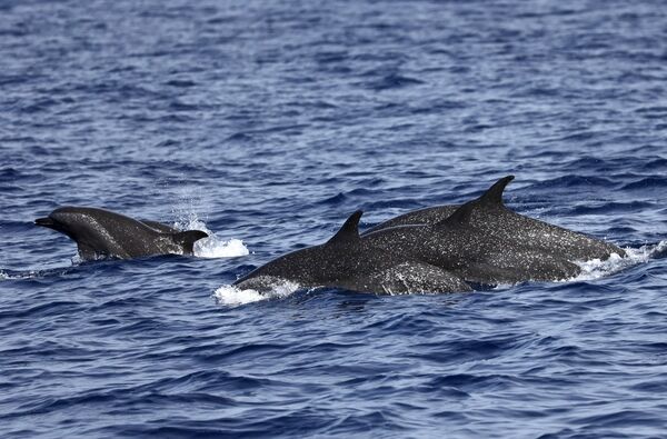 圖1 高雄外海目擊到80-90隻熱帶斑海豚的群體