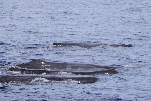 圖2 花蓮石梯港外海目擊到至少30-35隻的抹香鯨群體