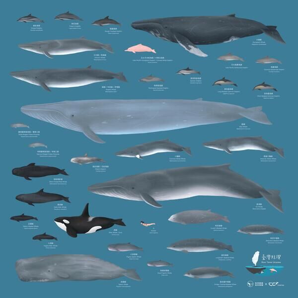 圖5 臺灣鯨豚資源豐富且多樣性高，全球90多種鯨豚曾出現於我國周遭海域的種類佔了近三分之一