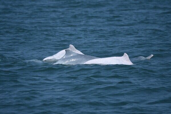圖二、112年4月14日彰濱工業區外海白海豚2成體與2幼體共遊。