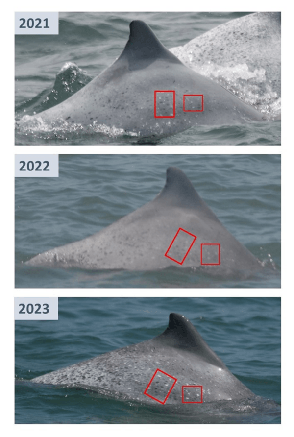 圖三、新增白海豚個體OCA070三年目擊影像及辨識特徵