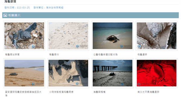 圖二、海洋生物保育與在地守護區塊的海龜部落系列