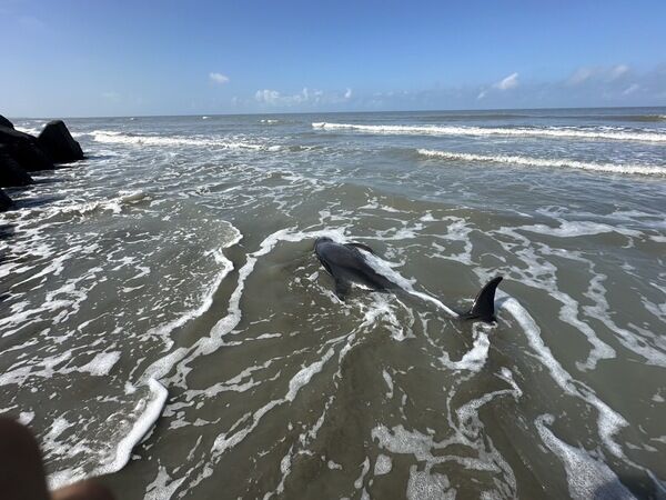 圖1、小虎鯨於臺南青山漁港擱淺(1)