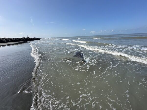 圖2、小虎鯨於臺南青山漁港擱淺(2)